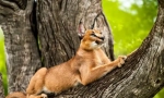Caracal (foto): graciozan predstavnik feline egzotika
